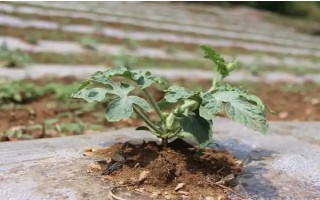 西瓜缓苗期死苗的原因，可能是低温高湿所致