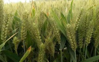 光泰68小麦品种简介,适宜播种期10月上中旬
