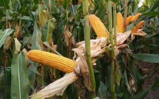 润糯198玉米品种简介，在中等肥力以上地块栽培