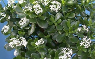 玉树夏天叶片变软的原因，可能是缺水、受到暴晒、发生病虫害等因素造成