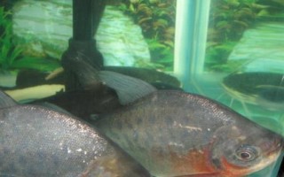 淡水白鲳以什么为食，在食物严重匮乏时可进化成“食人鱼”