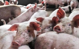 猪拉稀不吃食怎么办，需要立刻将猪隔离到单独的圈舍中
