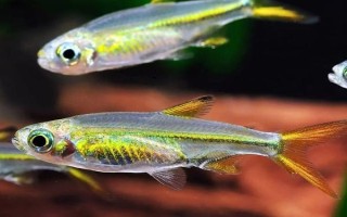 毕卡索灯鱼好不好养，难度较低适合新手