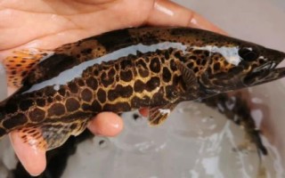 什么是鳜鱼，属于真鲈科、鳜属鱼类的统称