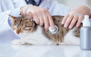 猫舌头发黑的原因，可能是吃了营养膏或黑色食物