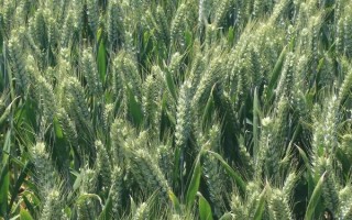 漯麦8号小麦种子简介,适宜播期10月10~20日