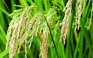 蓉18优609水稻种子特征特性,综合防治病虫害