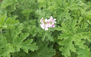 天竺葵能不能养在室内，不宜长期放在室内、否则容易引起过敏