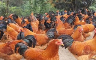 散养土鸡如何才能提高产蛋量，可以采取剪冠的方式