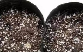 变叶木的繁殖方法，播种繁殖和扦插繁殖任选