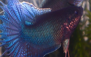 斗鱼能不能养在大缸中，可以饲养但会影响观赏