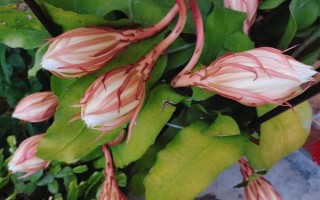 昙花的花苞长在哪里，侧枝上面的花苞可开出花朵