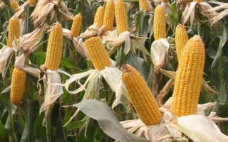 吉农大585玉米种简介,出苗至成熟127天