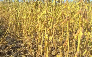 渝豆6号大豆种子特征特性，加强病虫害防治