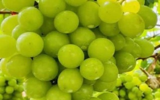 早熟的葡萄品种，常见的有夏日阳光、夏黑等