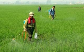 农药在空气中过多长时间才会挥发，低毒性、容易分解的药物只需1天左右