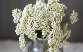 米花是什么植物，是煤油草属的常绿灌木