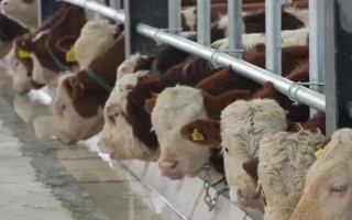 养肉牛还是奶牛更挣钱,都能为养殖户带来很不错的收益