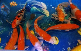 挑选锦鲤精品的方法,从颜色、体态、品种等方面下手