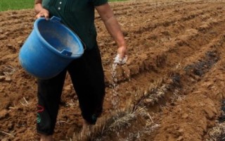 怎么使用微量元素水溶肥，分为土壤施肥、种子处理、根外追肥