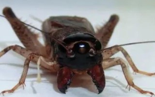 蟋蟀吃什么，吃青菜叶、栗子果肉等各种杂食