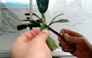 仙人掌怎么浇水,春秋季节每隔半个月浇一次