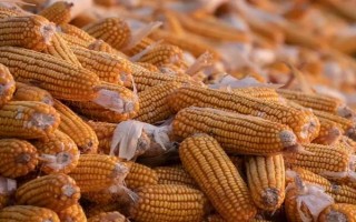 庆科玉1号玉米种的特征特性，生育期为144.8天