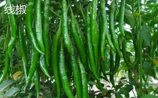 杭椒与线椒有什么区别,外观、口感、食用方法均不同