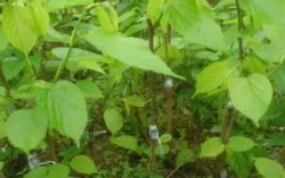 桑葚苗的价格,大约在2-5元左右一棵