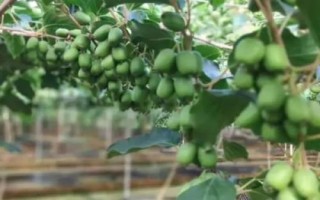 软枣猕猴桃适合哪些地区种植,适合我国大部分地区种植