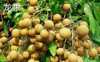 龙眼和桂圆的区别,其实是同一种食物