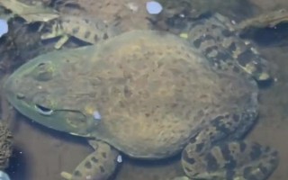 牛蛙有什么品种，我国主要养殖以下4种