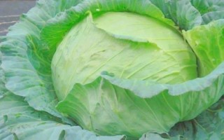 什么是圆白菜，通常是指甘蓝