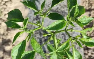 辣椒长蚜虫怎么处理，需要对种植场所进行适当的清理