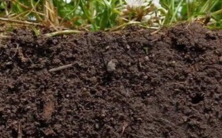 改良碱性土壤的物质是什么，有硫酸亚铁、磷石膏等