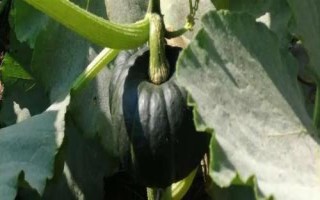 裸仁南瓜如何杂交制种，开花前要仔细去杂、现蕾及开花期要去雄