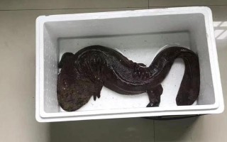野生娃娃鱼是几级保护动物,是国家二级保护动物