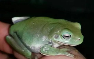 怎么养树蛙，生活环境以高湿为宜