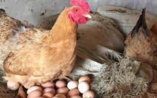 鸡要受精才能下蛋吗，无需受精就可以下蛋