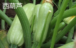 西葫芦和小南瓜的区别，颜色和外形均不同