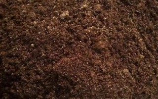 在家种菠萝的方法,切下顶冠晾干后再水培