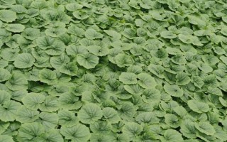 种植苦瓜的时间和方法，北方地区3-4月份可在棚内育苗、长江流域在3月份播种