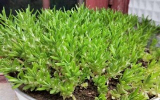 垂盆草的作用，可用于观赏、食用、入药