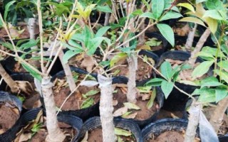 桂花的嫁接技术，3-5月份以及10月份均可进行