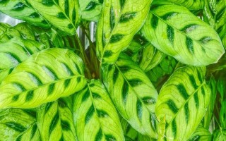 天鹅绒竹芋的养殖方法，适宜的生长温度在18-30℃