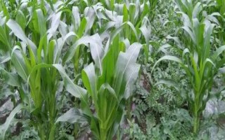 Q3009玉米品种简介，注意防治灰斑病