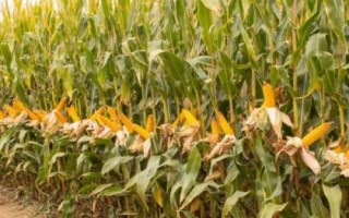 金苹618玉米种子介绍，生育期为127天左右