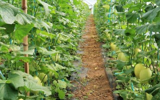 怎么露天种植香瓜，起垄后按照20厘米的株距栽植幼苗