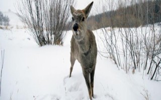 狍子的天敌，熊、猞猁、狼、虎等是狍子的天敌