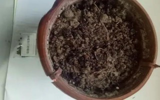 盆栽草莓苗怎么定植，将根系埋入土壤中再压实浇水